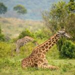 7 Days Safari Tour Tanzania Tour Overview