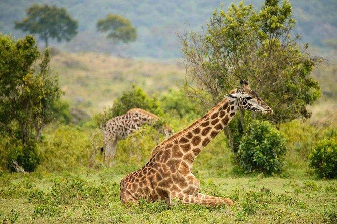 7 Days Safari Tour Tanzania - Tour Overview