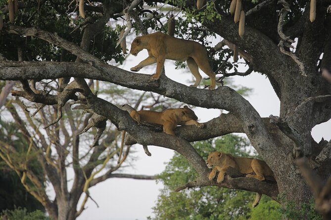 7 Days Wildebeest Migration Ndutu Calving Season Wildebeest Migration Overview