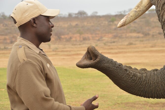 90 Minute Elephant Watching Experience In Hoedspruit Experience Overview