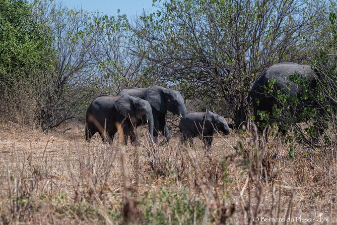 A Chobe Full Day Tour Botwana Tour Overview