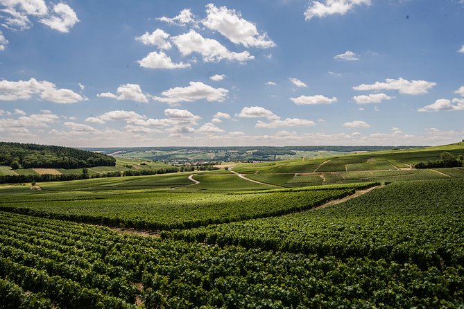 A Unique Sensory Experience In The Vineyards Tour Overview