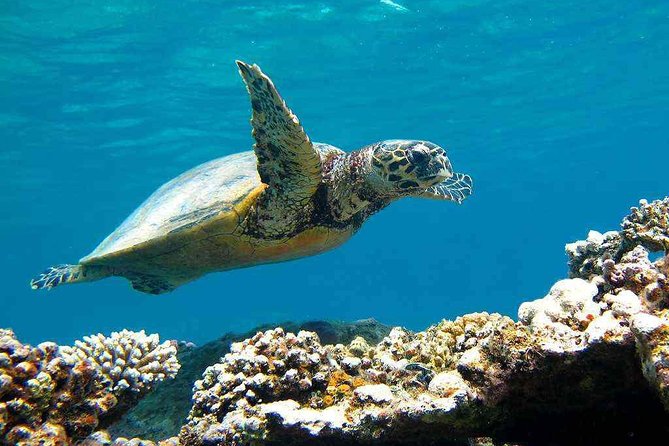 Abu Dabbab Over Day Snorkel With Turtles & Dugong From Hurghada Hurghada Overview Of The Snorkeling Experience