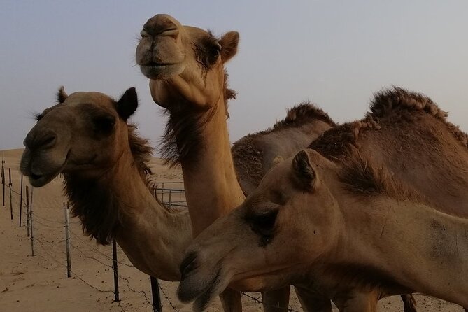 Abu Dhabi: 7-Hours Desert Safari With Bbq, Camel Ride & Sandboarding - Highlights of the Desert Safari