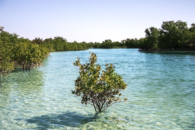 Abu Dhabi Eastern Mangrove Lagoon National Park Kayaking Guided Tour Overview And Details