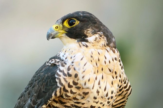 Abu Dhabi Falcon Hospital Tour Overview Of The Tour