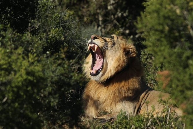 Addo Elephant National Park All Inclusive Full-Day Safari - Biodiversity and Unique Ecosystem