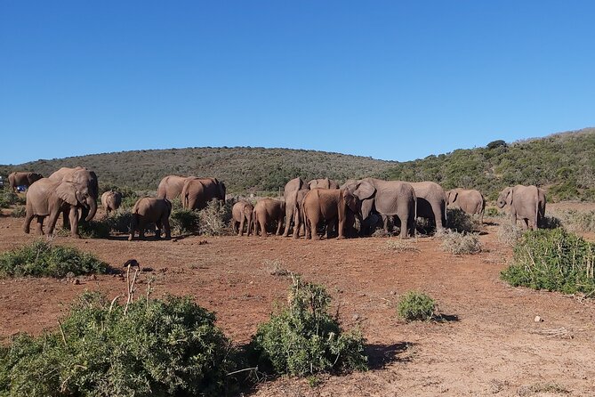 Addo Elephant National Park Full Day Safari Park Overview