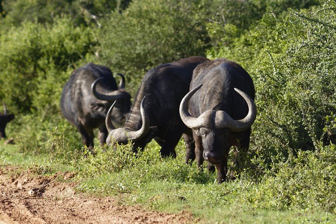 Addo Elephant Park All Inclusive Day Safari From Port Elizabeth Overview And Details