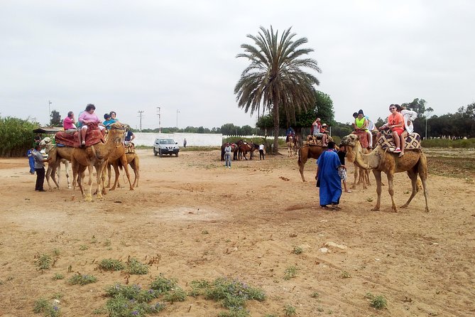 Agadir Camel Riding Tour Overview