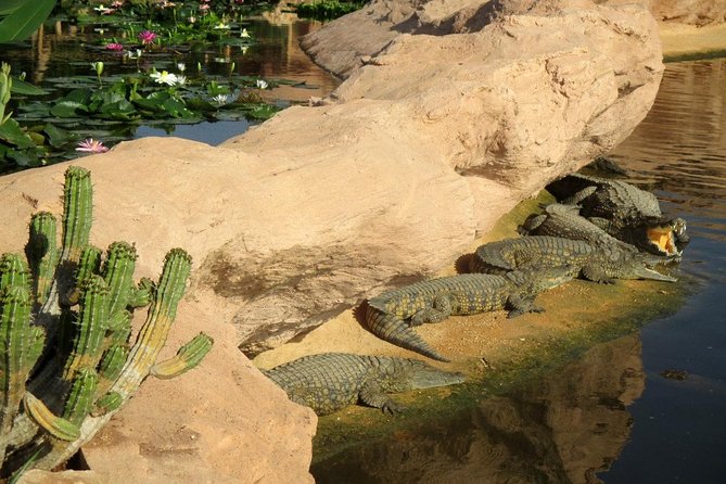 Agadir Crocoparc With Transfer & Admission Ticket - Overview of the Crocoparc