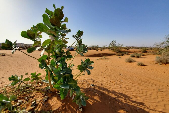 Agadir Jeep Safari Desert Day Trip Including Lunch Included Activities