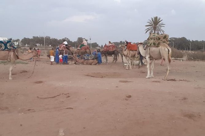 Agadir Sunset Camel Ride With Delicious Couscous & Barbecue - Experience the Agadir Sunset