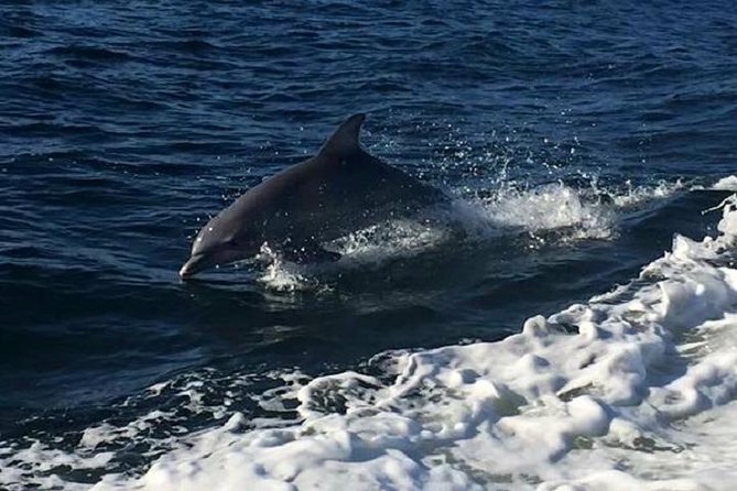 Alabama Gulf Coast Dolphin Cruise - Overview and Experience