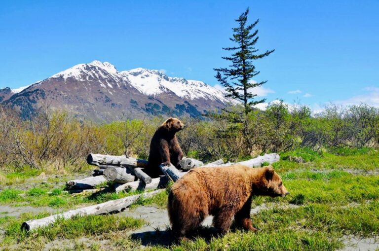 Alaska Wildlife Conservation Center: Admission Ticket Admission And Ticket Details