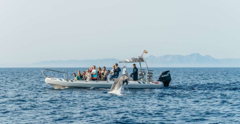 Alcudia/can Picafort: Dolphin Watching Cruise In Small Group Tour Overview