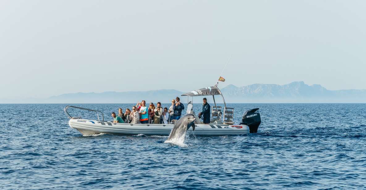 Alcudia/Can Picafort: Dolphin-Watching Cruise in Small Group - Tour Overview