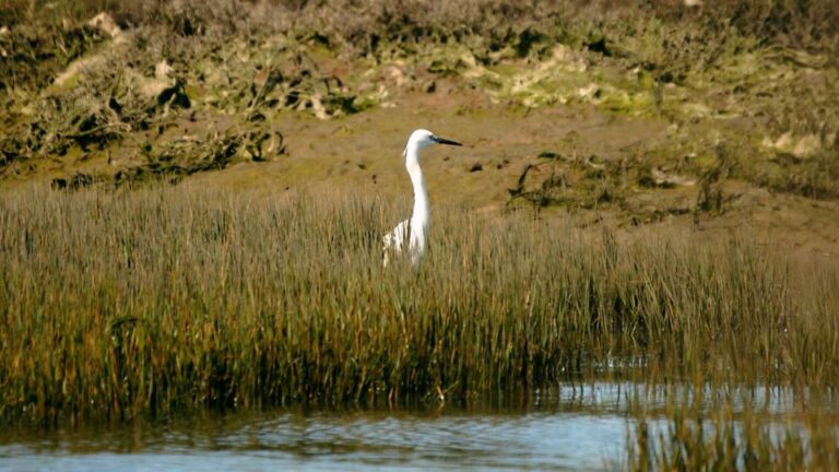 Algarve: Eco Boat Tour In The Ria Formosa Lagoon From Faro Tour Overview And Pricing