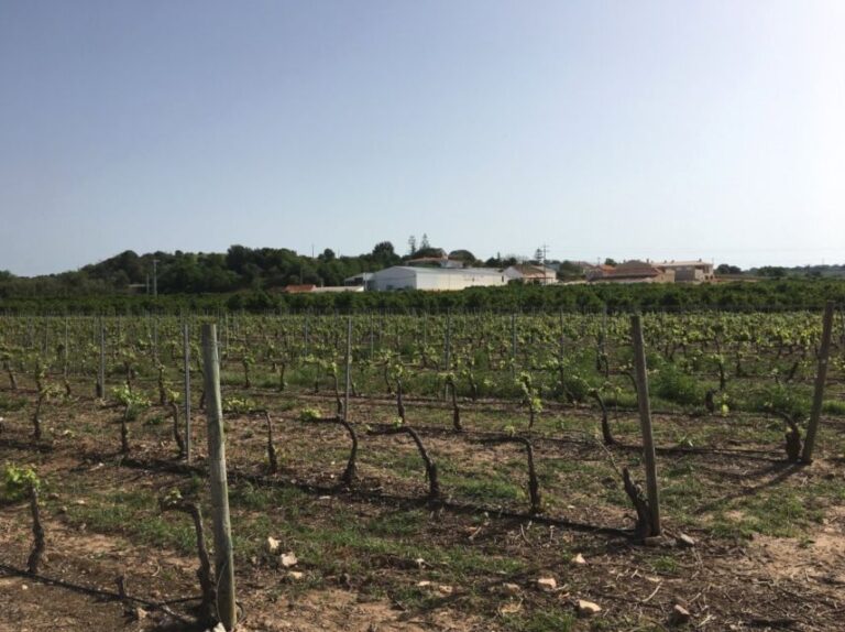 Algarve Wine Tour Of Two Estates Guided By Wine Expert Tour Details