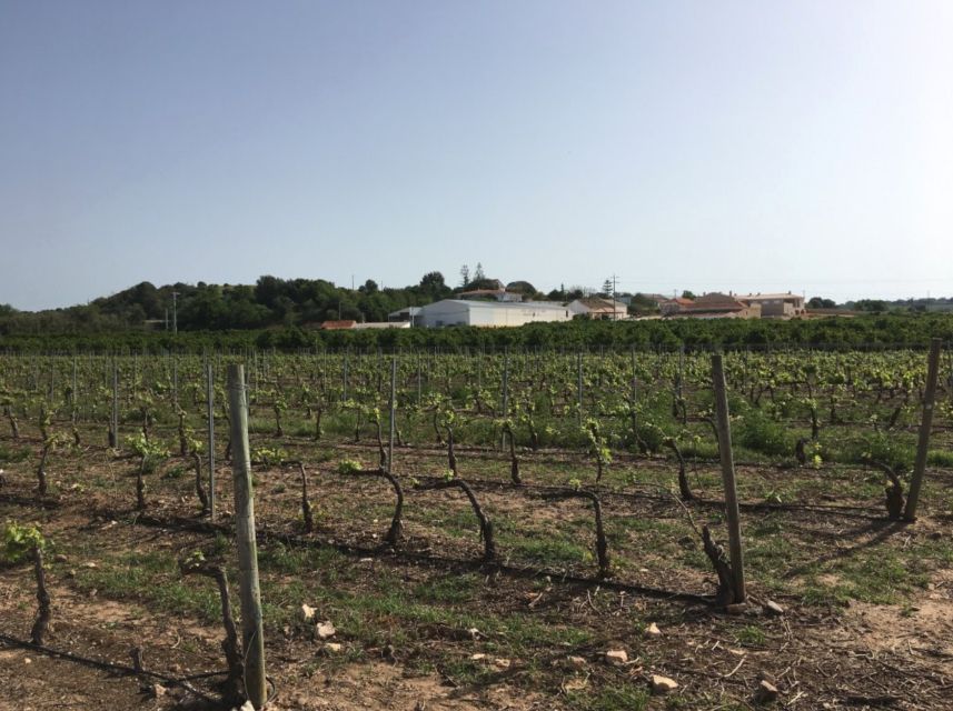 Algarve Wine Tour of Two Estates Guided by Wine Expert - Tour Details