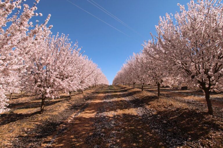 Almond Tree Route Route Overview