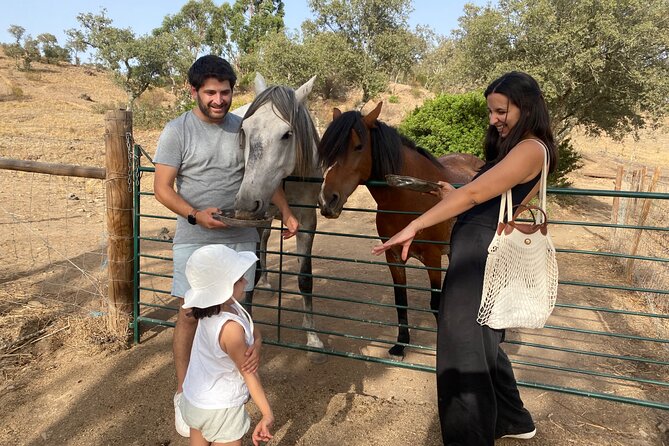 Alpaca Meet and Feed in Grândola - Visiting the Alpaca Farm