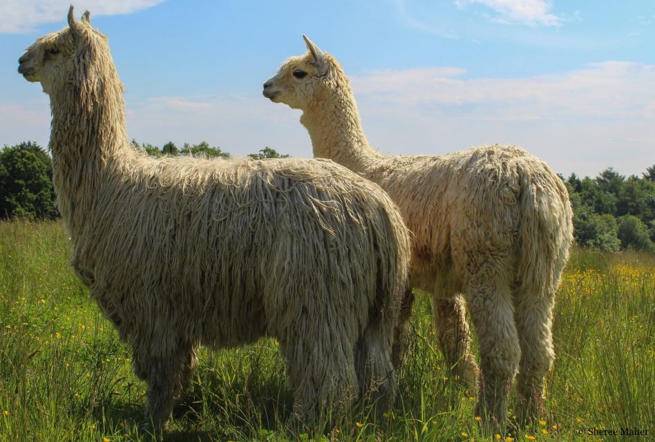 Alpaca Meet & Greet - Overview of the Experience