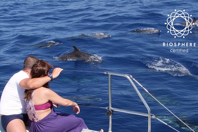 Amazing Skywalk, Wine Tasting & 4x4 Adventure + Dolphin Watching Full Day Madeira Tour From Funchal