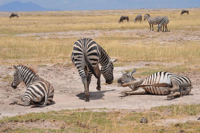 Amboseli/ Lake Naivasha/ Masai Mara 5 Days Camping Safari Inclusions