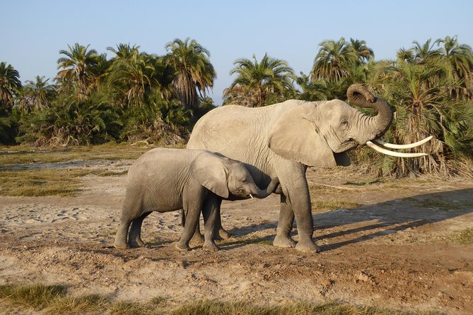 Amboseli National Park Day Tour From Nairobi - Witness Big-Tusked Elephants