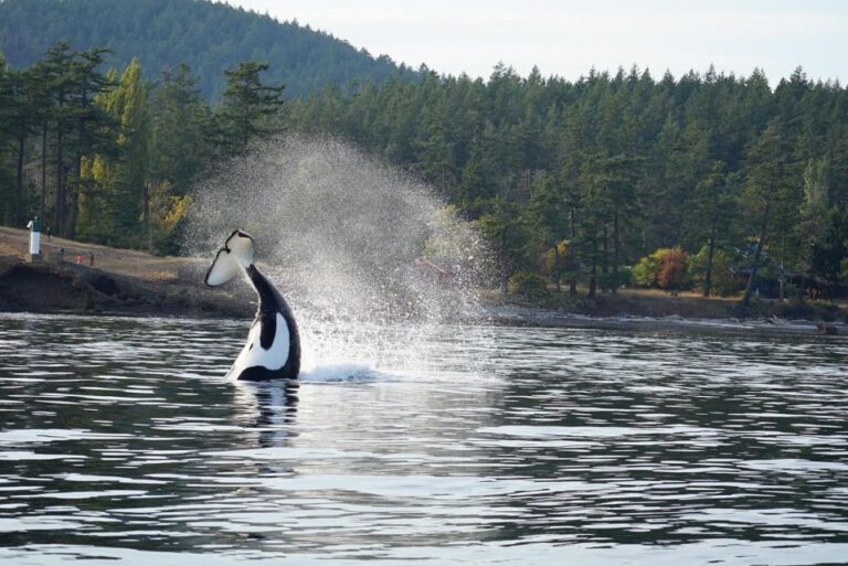 Anacortes: Orca Whales Guaranteed Boat Tour Near Seattle Salish Sea And Orca Whales