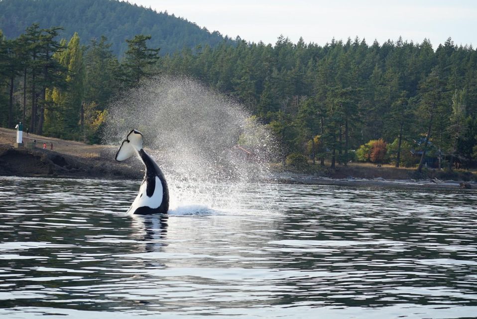 Anacortes: Orca Whales Guaranteed Boat Tour Near Seattle - Salish Sea and Orca Whales