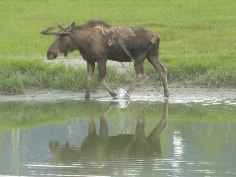 Anchorage: Glacier And Wildlife Explorer Cruise Tour Overview