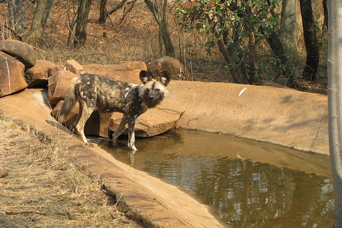 Ann Van Dyk Cheetah Centre Tour From Johannesburg or Pretoria - Tour Overview and Details