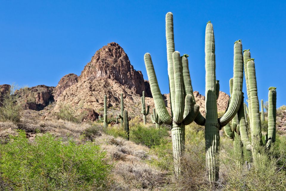 Apache Trail Tour and Lake Cruise: From Phoenix / Scottsdale - Exploring the Superstition Mountains