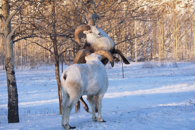 Arctic Day: Yukon Wildlife Half Day Viewing Tour Tour Overview