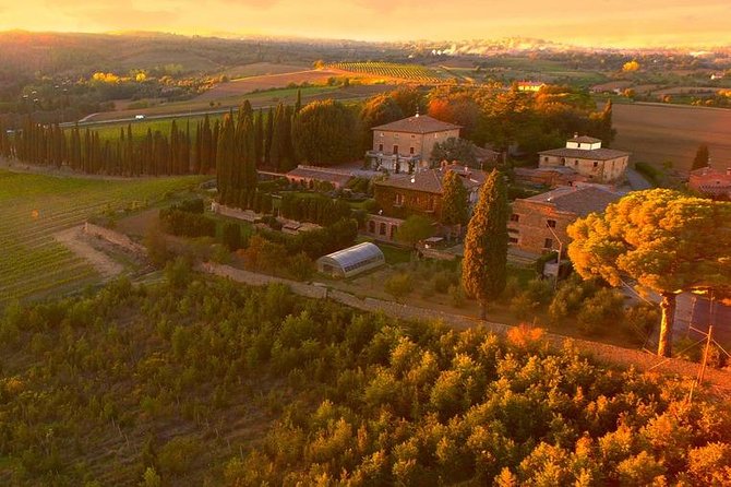 Arezzo: Wine Tasting Experience In Valdichiana Area Exploring The Vineyard