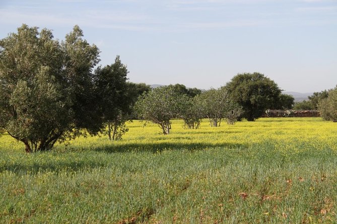 Argan Forest, Tea Time At A Berbers Family & Visit Of An Argan Cooperative. Overview Of The Private Tour