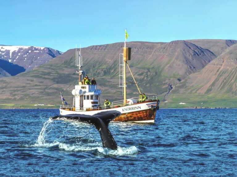 Árskógssandur: Whale Watching Boat Trip Overview Of The Whale Watching Tour