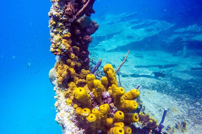 Aruba Guided Night Dive Adventure: Shallow Reefs or Shipwrecks - Booking and Cancellation Policies