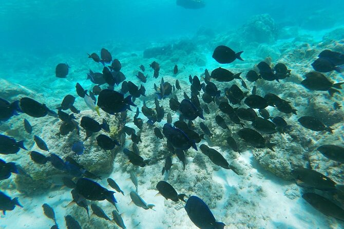 Aruba Seabob Scooter Reef Tour  Marine Life Viewing