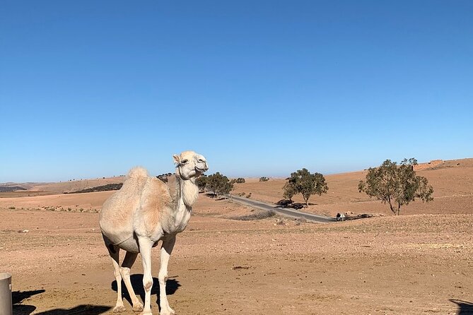 Atlas Mountains Tour & Three Valleys With Camel Ride Meal Details