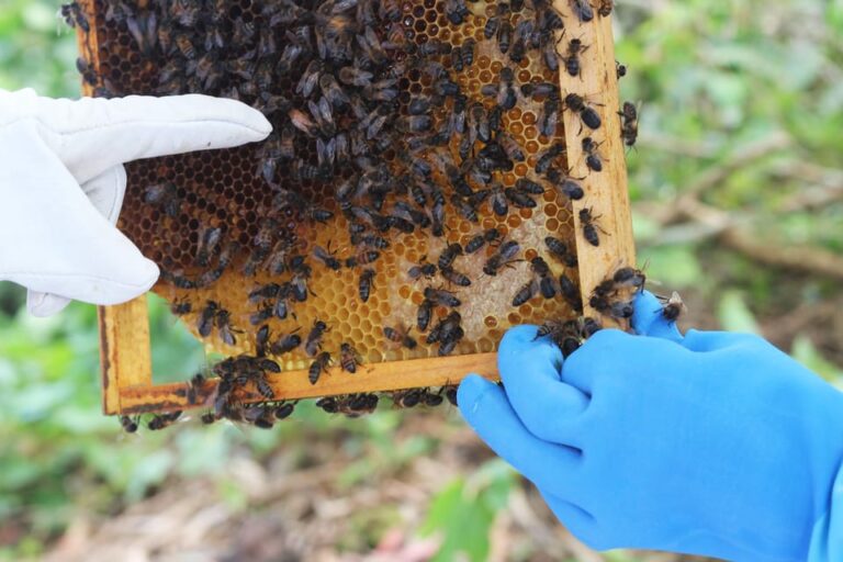 Azores Beekeeping Tour And Honey Taste Tour Overview