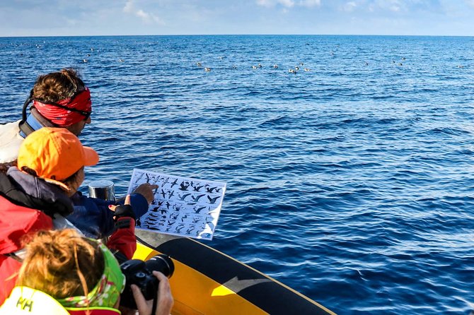 Azores Marine Birdwatching Expedition - Birding Experience and Highlights