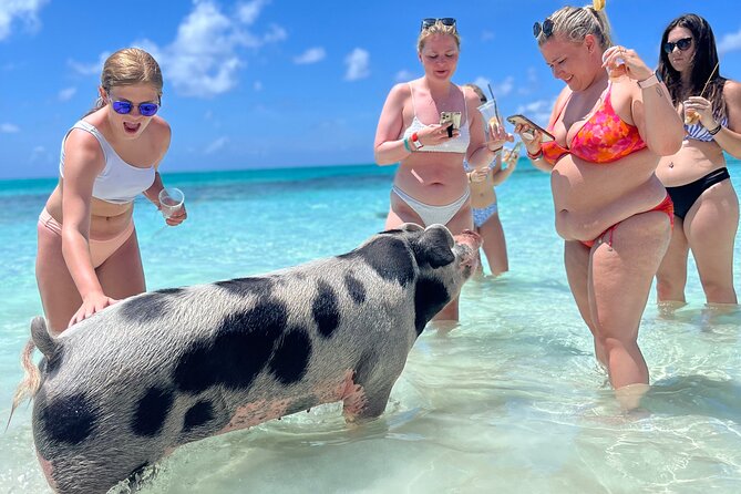 Bahamas Swimming Pigs Experience on Rose Island - Included Experiences