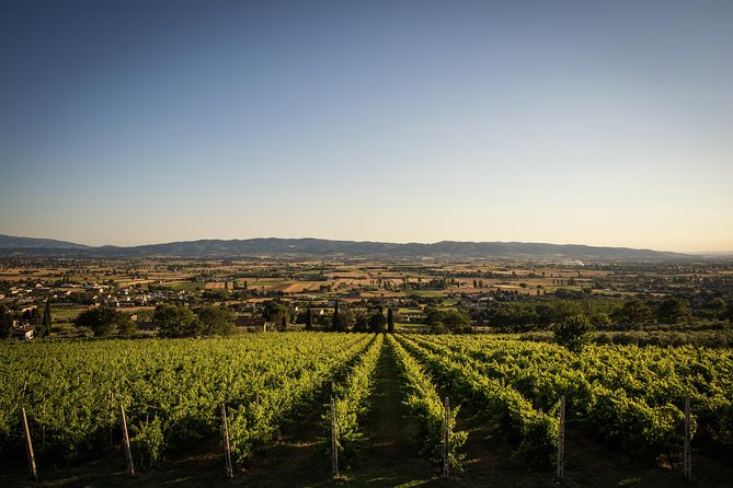 Balsamic Vinegar, Olive Oil And Organic Winery Tour In Assisi With Tasting Exploring Assisis Culinary Traditions