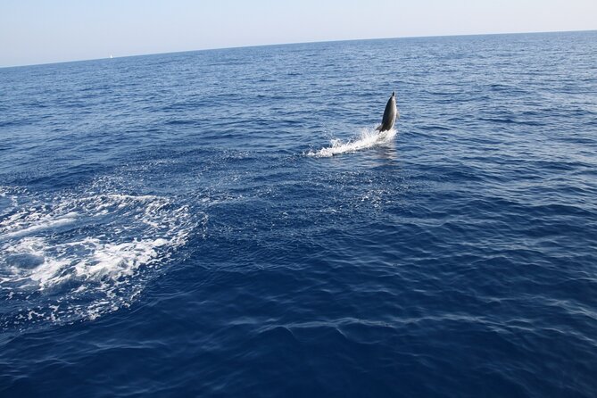 Bari Sailing Cruise In Search Of Dolphins Overview Of The Experience