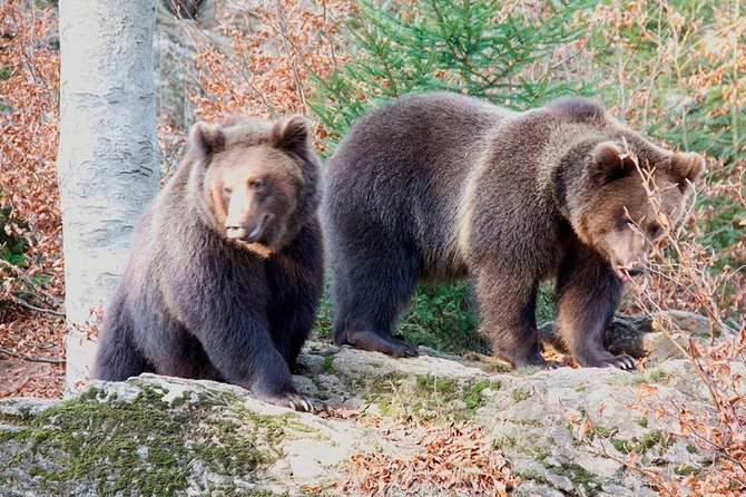 Bearwatching Hiking Day Tour In High Tatras From Poprad Tour Overview