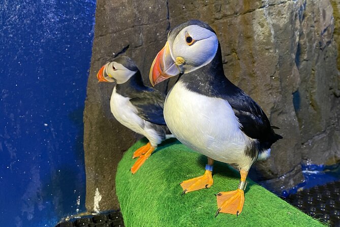 Beluga And Puffin Sanctuary Visitor Centre With Aquarium Visiting Hours And Dates