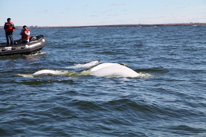 Belugas, Bears and Blooms in Churchill Manitoba - Tour Duration and Inclusions